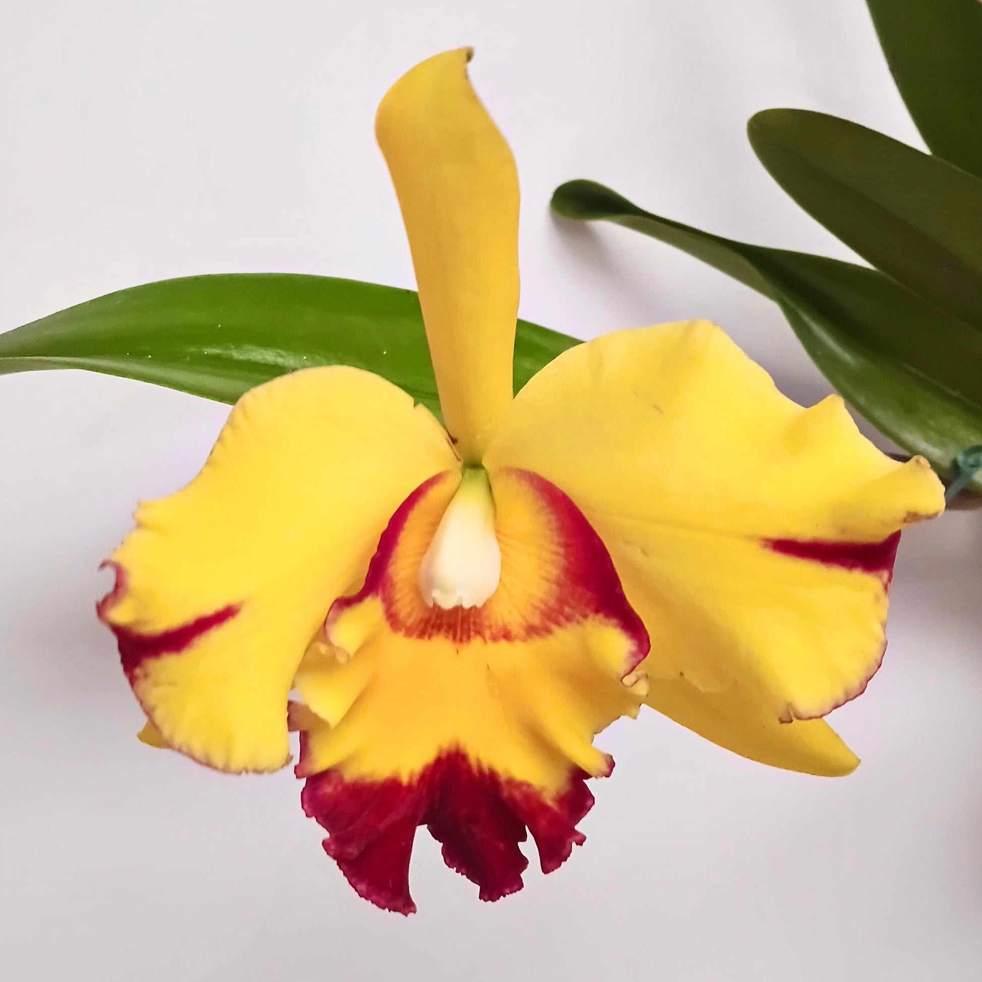 Cattleya Shang Ding Beauty Orchid Plant - BS - Buy Orchids Plants Online by Orchid-Tree.com
