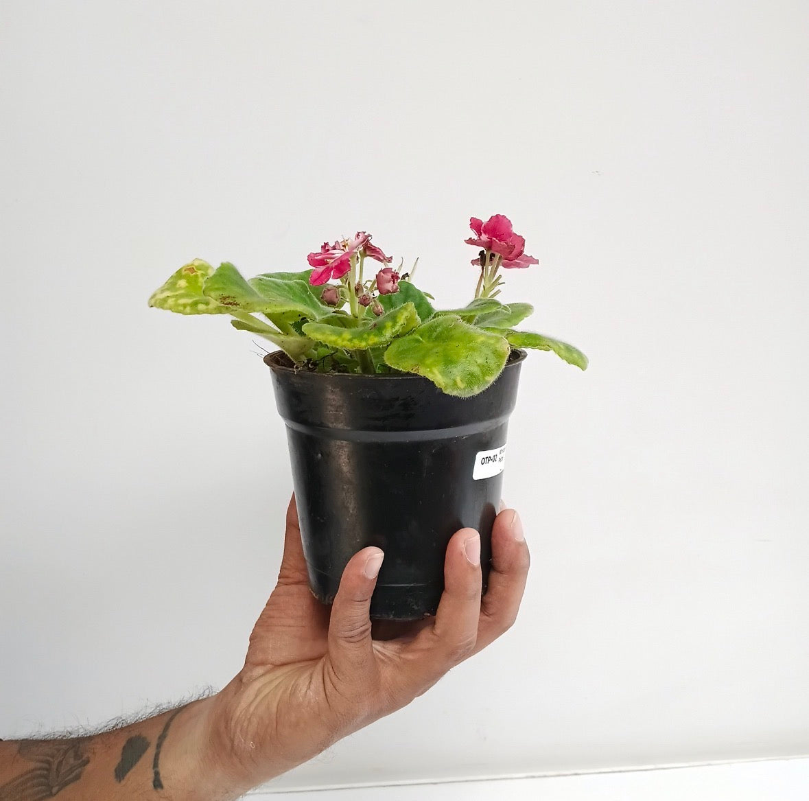 African Violet | Single Petal