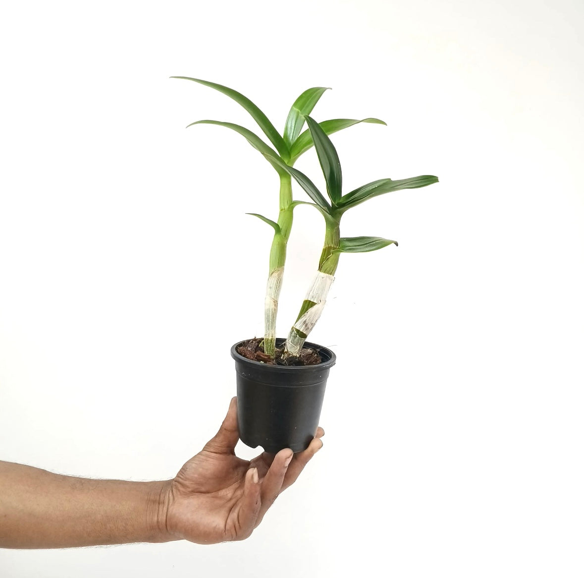 Dendrobium Queen Pink x Compactum Orchid Plant - FF