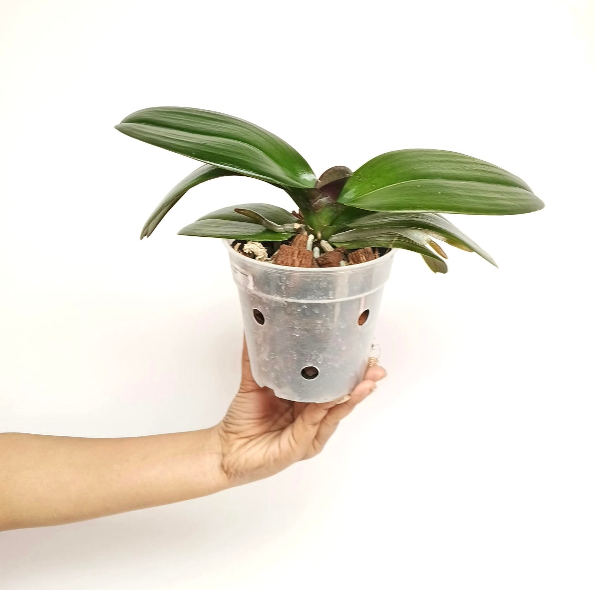 Phalaenopsis Lianher Red Apple - BS