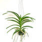 Vanda Rothschildiana Orchid Plant - BS - Buy Orchids Plants Online by Orchid-Tree.com