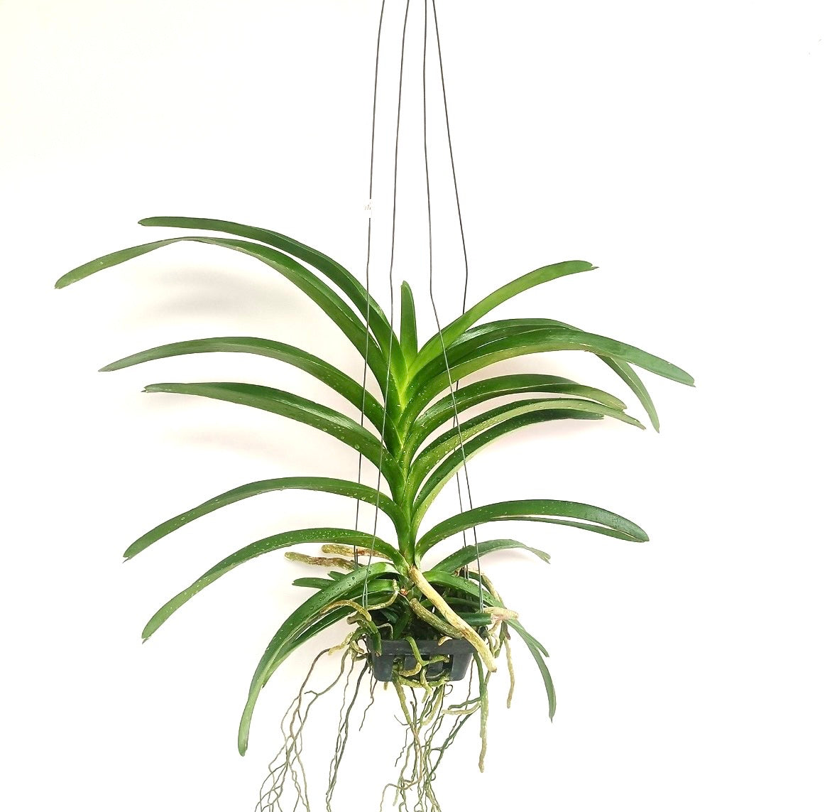 Vanda Rothschildiana Orchid Plant - BS - Buy Orchids Plants Online by Orchid-Tree.com
