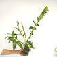 Dendrobium Black Blue Orchid Plant - BS
