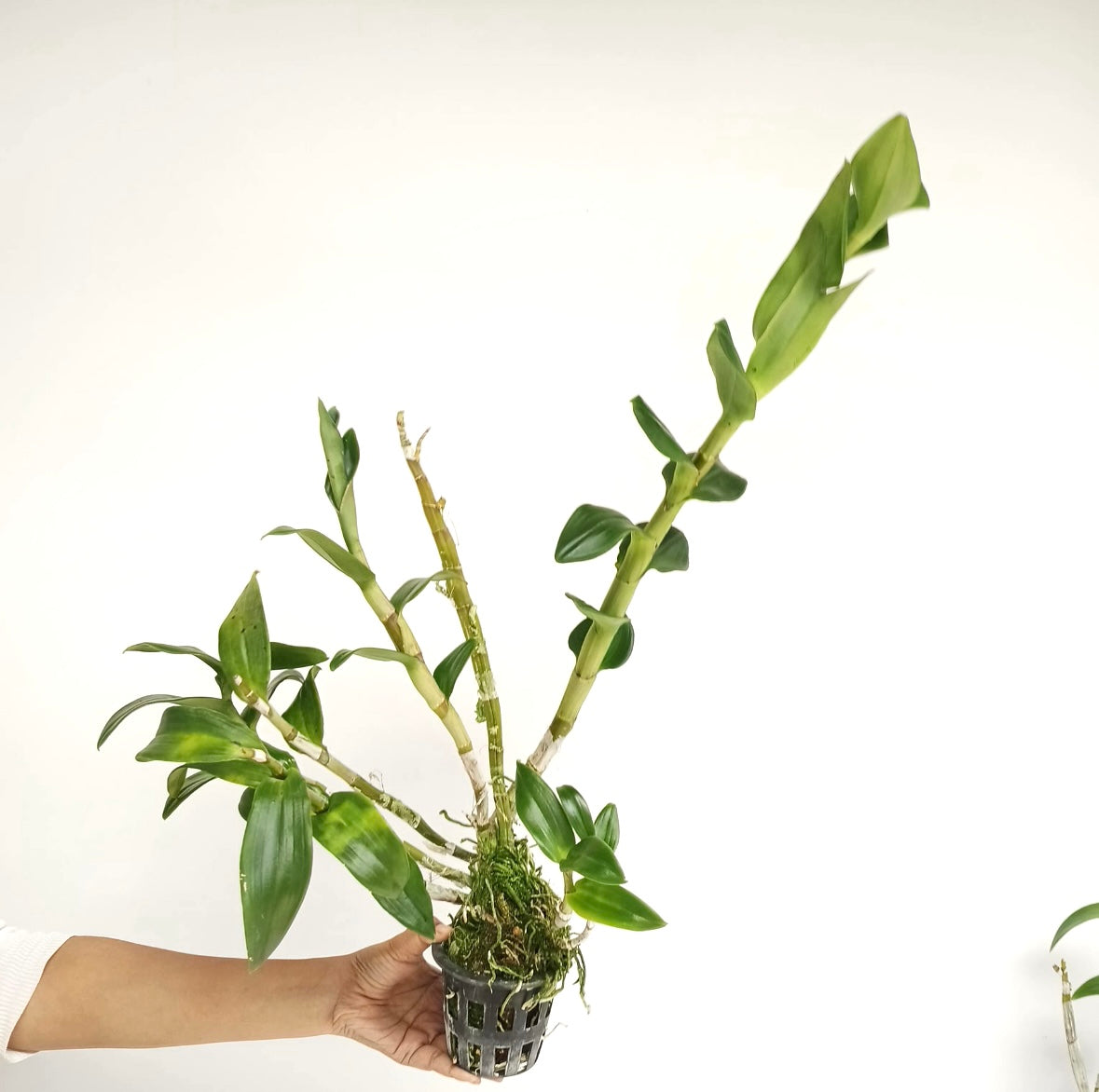 Dendrobium Black Blue Orchid Plant - BS