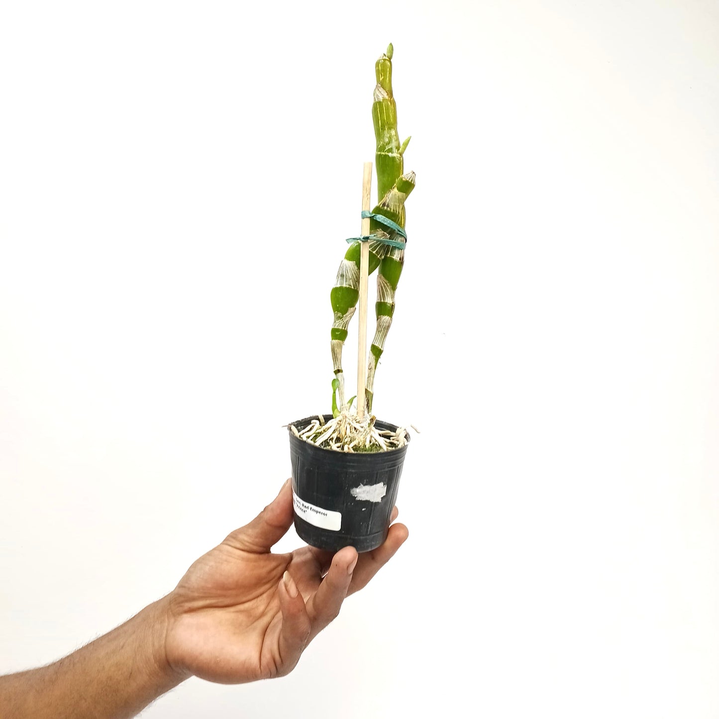 Dendrobium Red Emperor 'Prince' Orchid Plant - BS