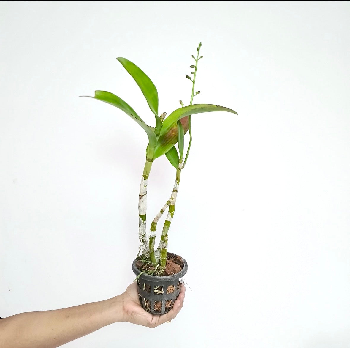 Dendrobium Red spin Orchid Plant - FF - Buy Orchids Plants Online by Orchid-Tree.com