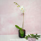 Pure Love Blossom | Single White Phalaenopsis Orchid Display
