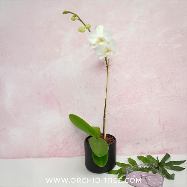 Pure Love Blossom | Single White Phalaenopsis Orchid Display