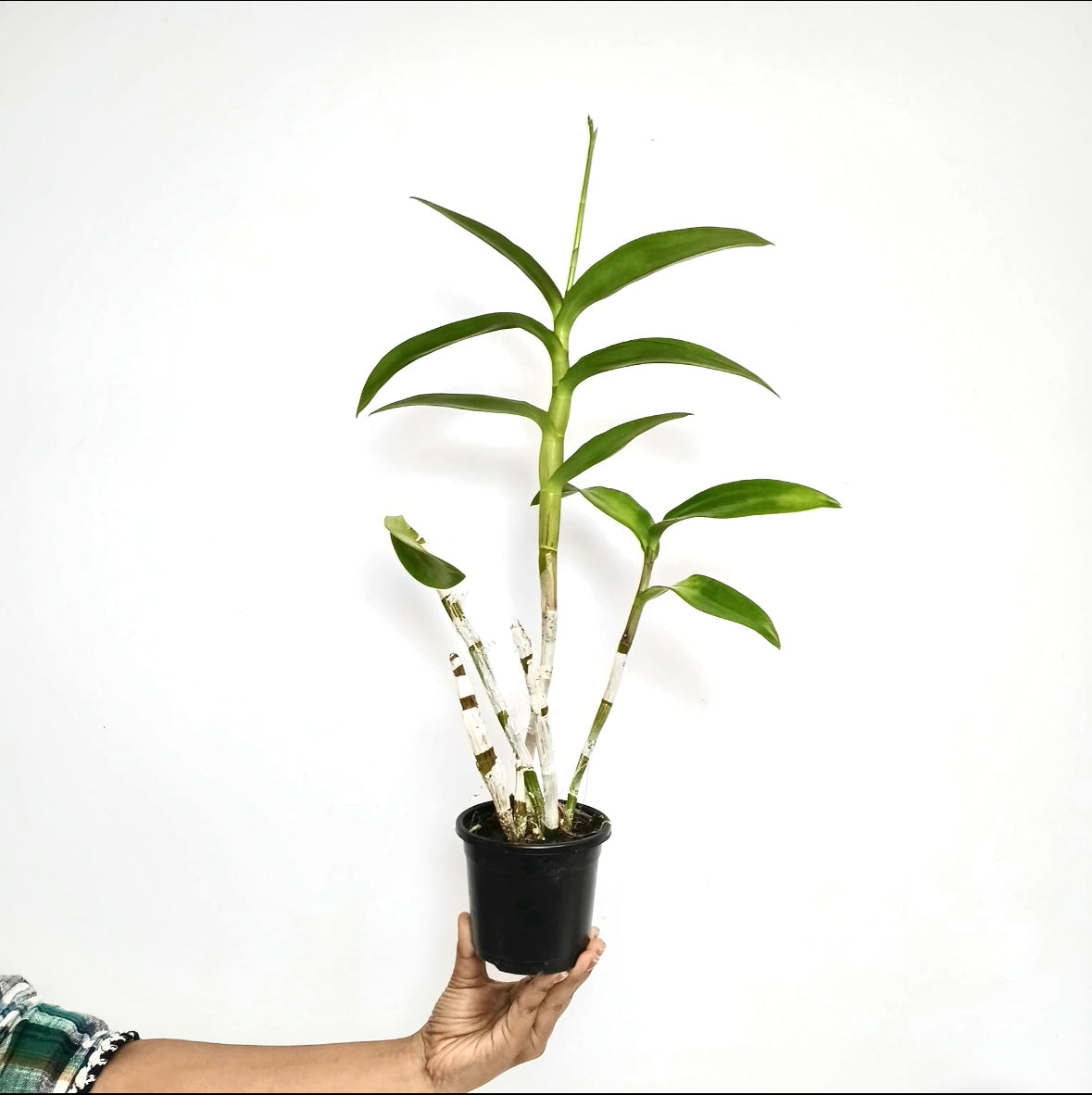 Dendrobium Jacquelyn Concert Red Twisted Orchid - BS