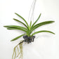 Vanda Kultana Blue Violet Orchid - BS