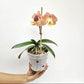 Phalaenopsis Harck Salmon Orchid Plant - FF