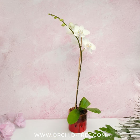 Red and White Harmony | Phalaenopsis Orchid Gift