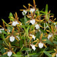 Epidendrum polybulbon Orchid Plant - MS
