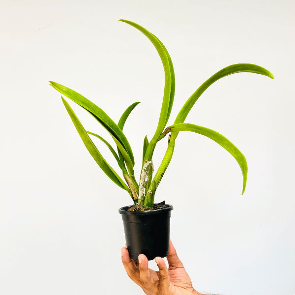 Cattleya (Mvc.) Frances Fox Var Fire Flame Orchid Plant - BS
