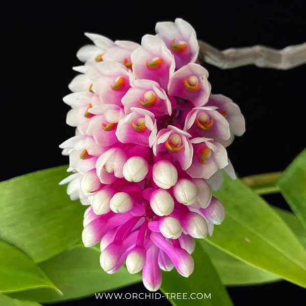 Dendrobium Lee Chang Yu Miriam Orchid Plant - BS - Buy Orchids Plants Online by Orchid-Tree.com