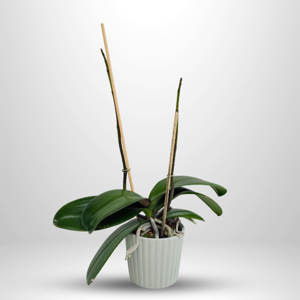 Phalaenopsis in Spike in Ceramic Planter | Subscription Pack - Buy Orchids Plants Online by Orchid-Tree.com
