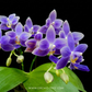Phalaenpsis Equalacea Orchid Plant - NBS