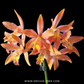 Cattleya (Ctt.) Magic Bell 'New Trick' HCC/AOS Orchid Plant - BS - Buy Orchids Plants Online by Orchid-Tree.com