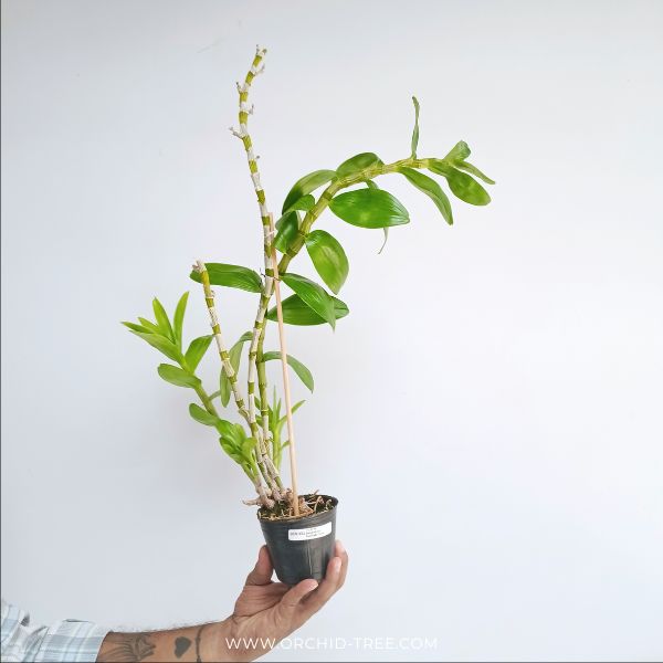 Dendrobium Tomflake Nopori Orchid plant - BS