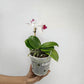 Phalaenopsis Bubblegum Orchid Plant - FF (Two open Flower)