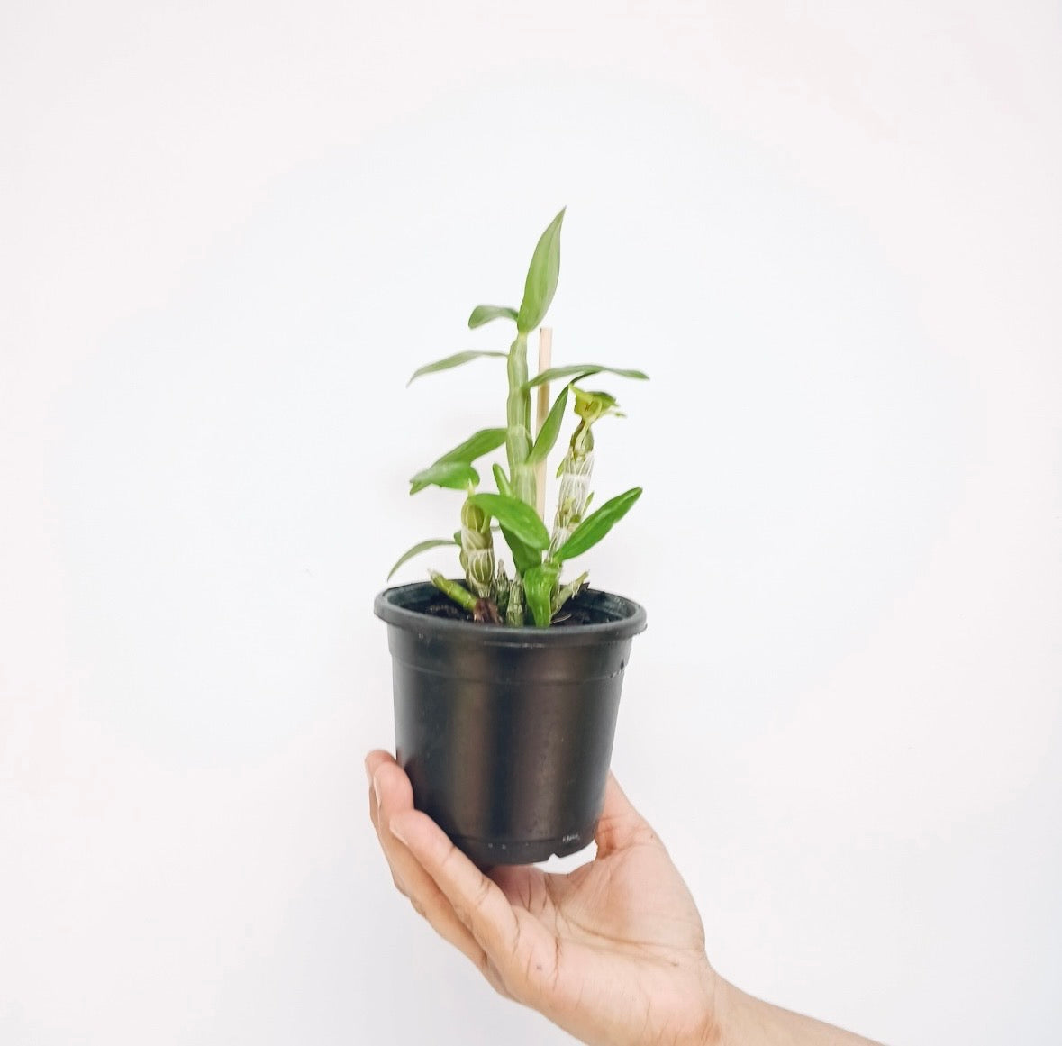 Dendrobium Nobile Stardust 'Firebird' Orchid Plant - FF - Buy Orchids Plants Online by Orchid-Tree.com