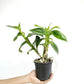 Dendrobium Sunshine Brown Orchid Plant - NBS
