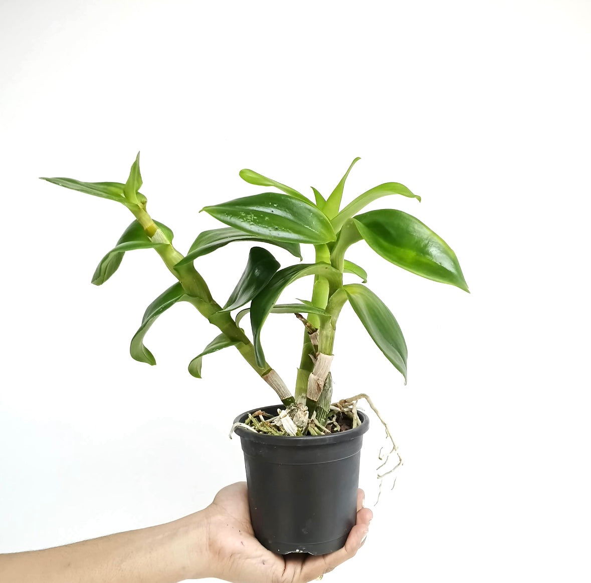 Dendrobium Sunshine Brown Orchid Plant - NBS