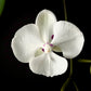 Phalaenopsis Kingcar Clown Orchid Plant - FF - Buy Orchids Plants Online by Orchid-Tree.com