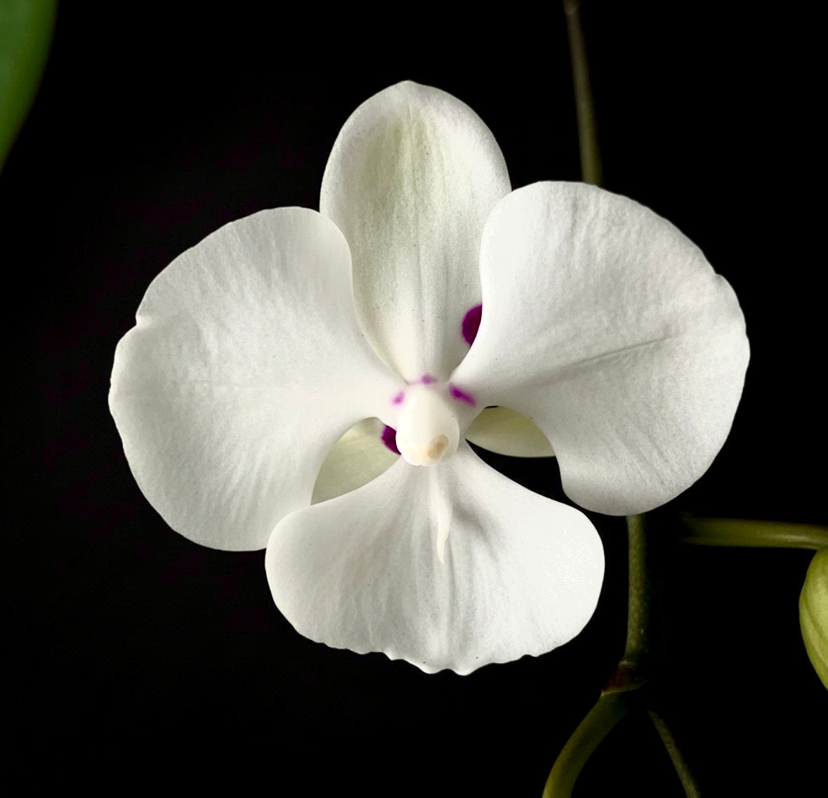 Phalaenopsis Kingcar Clown Orchid Plant - FF - Buy Orchids Plants Online by Orchid-Tree.com