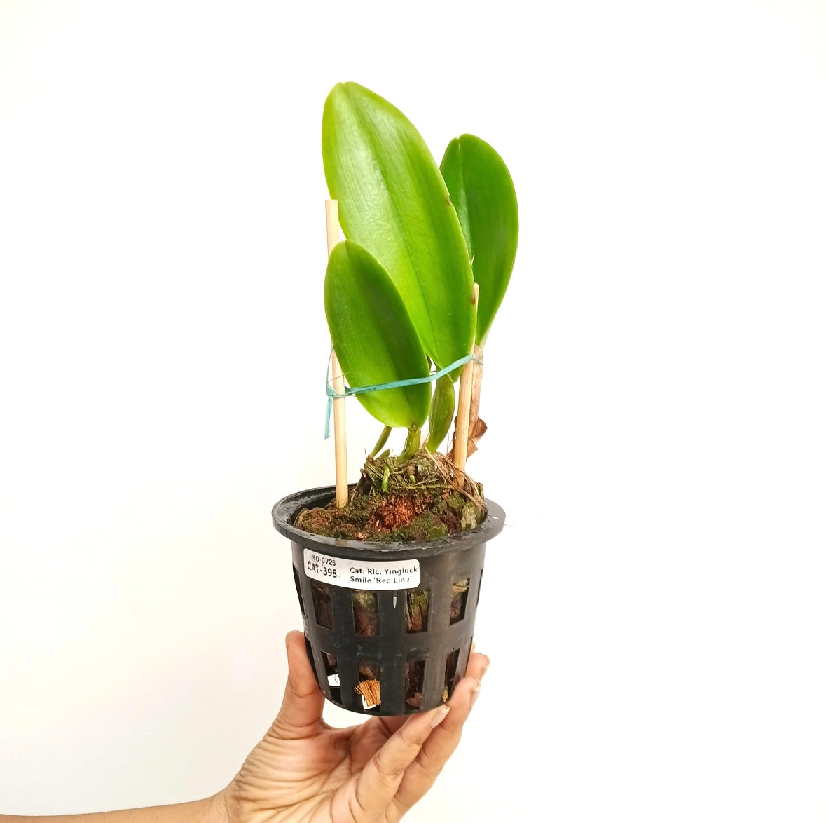 Cattleya (Rlc.) Yingluck Smile 'Red Line' Orchid Plant - BS