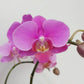 Phalaenopsis Ruby Whisper Orchid Plant - BS