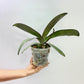 Phalaenopsis Shu Long Ruby Orchid Plant - FF