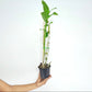 Dendrobium Burana White Giant - BS