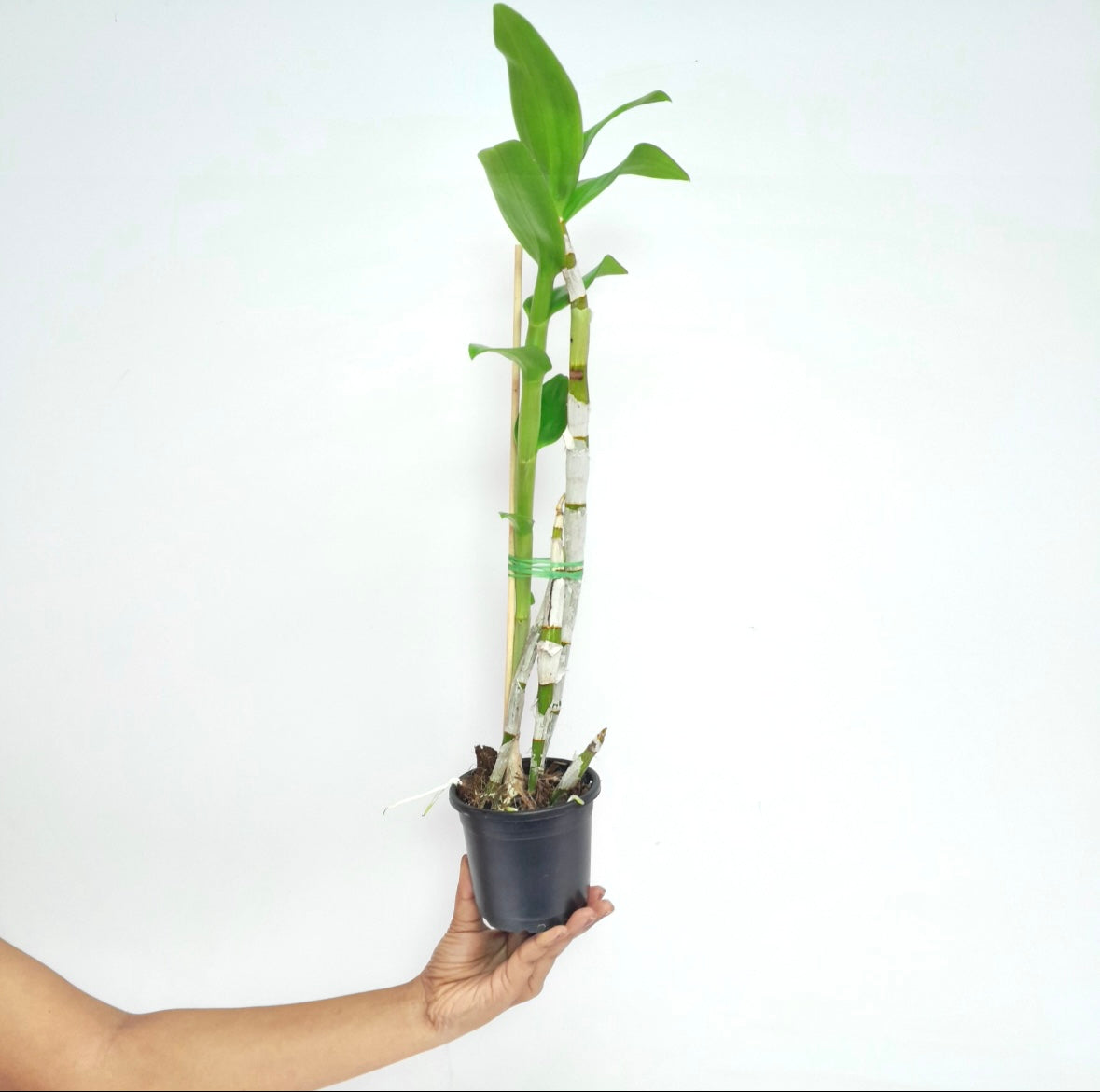 Dendrobium Burana White Giant - BS