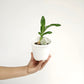 Catasetum tenebrosum sp. Orchid Plant - BS
