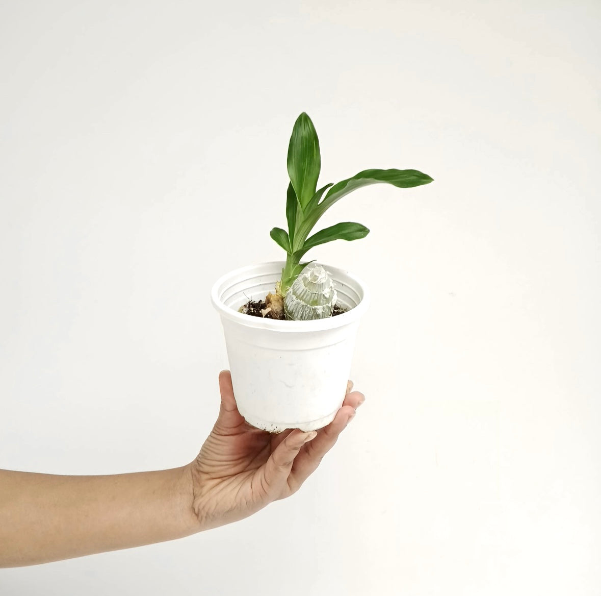 Catasetum tenebrosum sp. Orchid Plant - BS