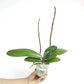 Phalaenopsis Shulong 20-30 Orchid Plant - FF