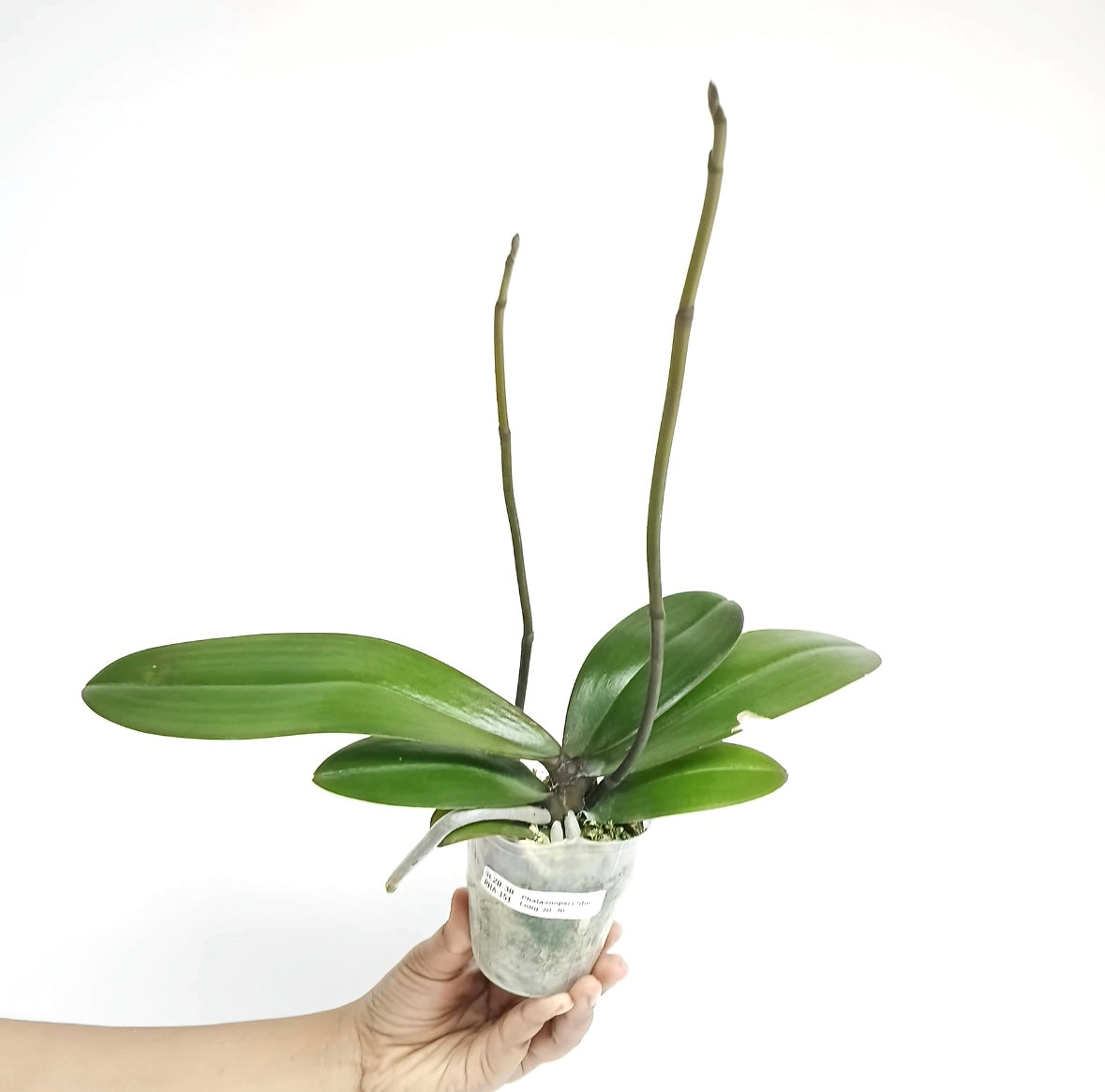 Phalaenopsis Shulong 20-30 Orchid Plant - FF