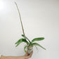 Phalaenopsis Shu Long Sweety Orchid Plant - FF