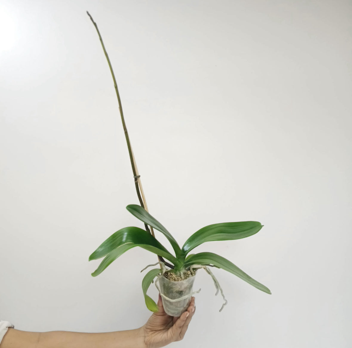 Phalaenopsis Shu Long Sweety Orchid Plant - FF