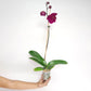 Phalaenopsis Lianher Super Red Orchid Plant - FF (Open Flowers)