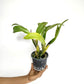 Cattleya (Lc) Fay Star Yen (Dark Orange) - FF