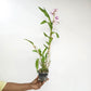 Dendrobium Cookie Pink Orchid Plant - FF