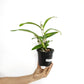 Dendrobium Nopporn Pink Orchid Plant - MS