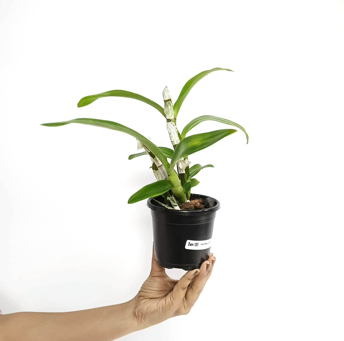 Dendrobium Nopporn Pink Orchid Plant - MS
