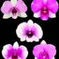 Dendrobium Miniature Pink Orchid Plant - FF