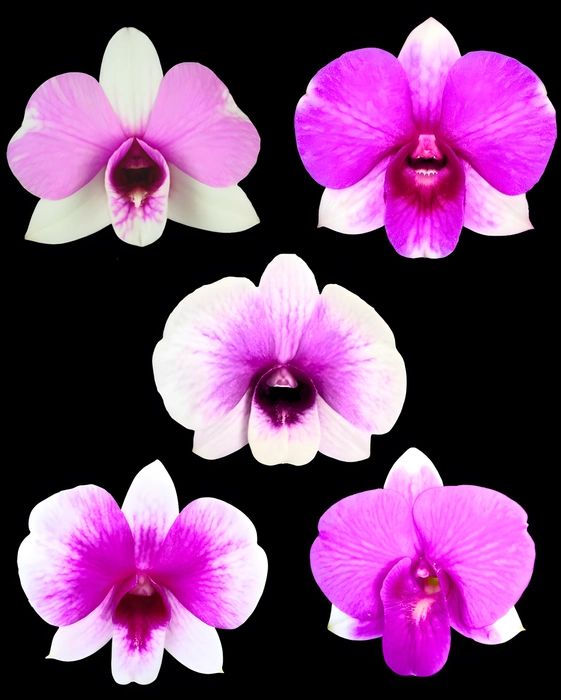 Dendrobium Miniature Pink Orchid Plant - FF