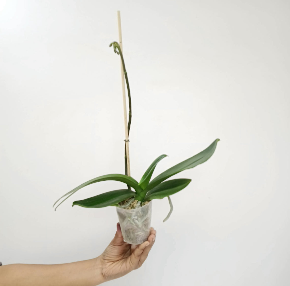 Phalaenopsis Fuller's Mask Stripe Orchid Plant - FF