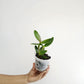 Cattleya leopoldii sp. Orchid Plant - MS