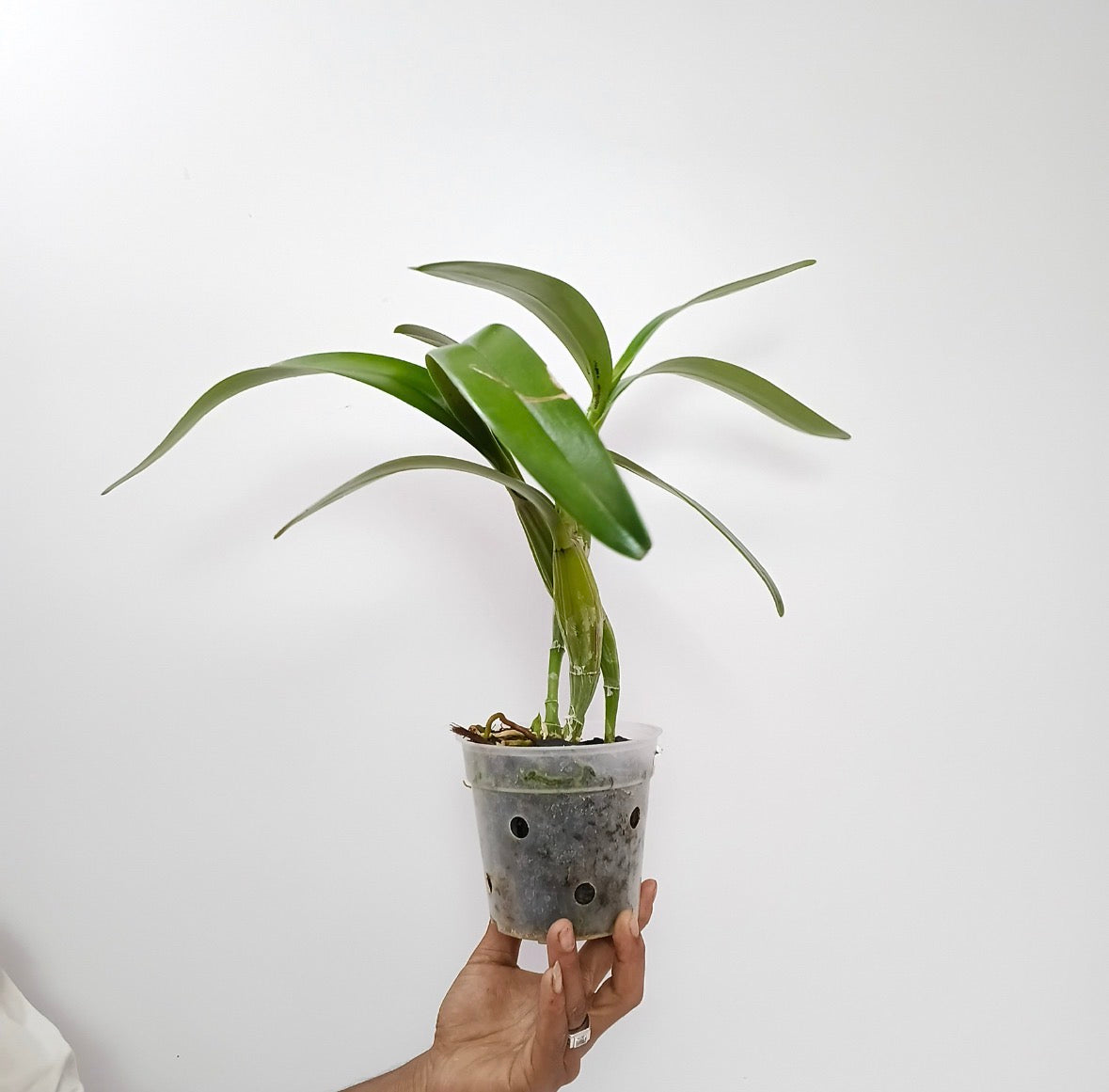 Cattleya (Myrmecophila) Burgundy Orchid Plant - BS - Buy Orchids Plants Online by Orchid-Tree.com